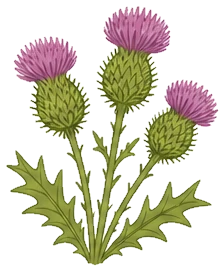 Thistles